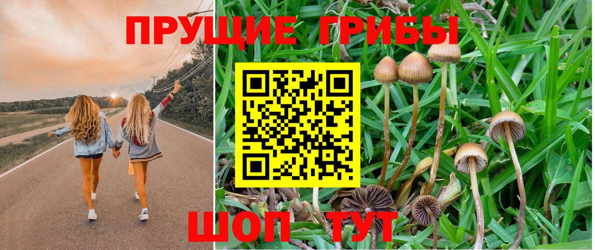 Галлюциногенные грибы мицелий  купить наркотик  Псилоцибиновые грибы GOLDEN TEACHER  Пушкино  Вход с VPN 